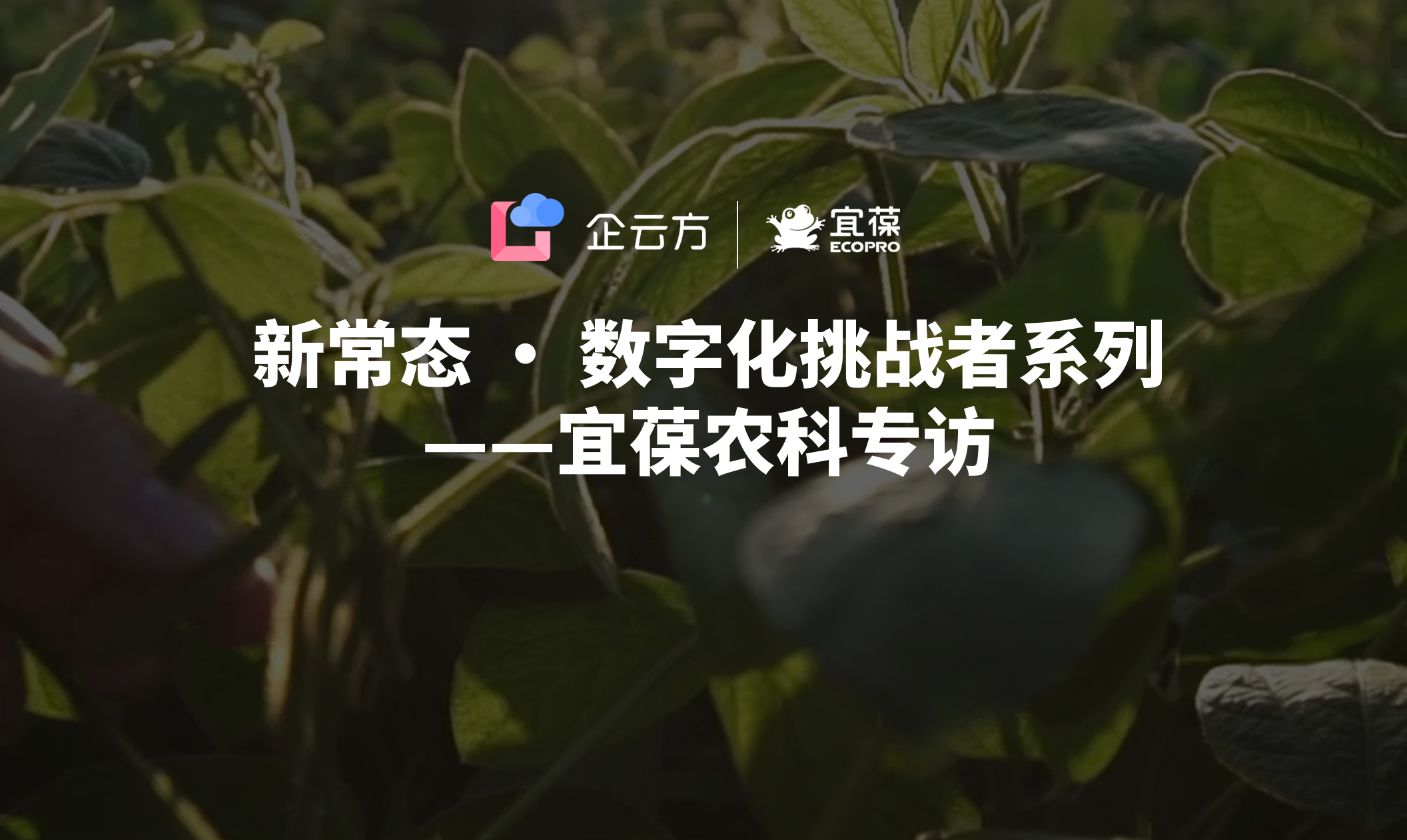 企云方《新常态 · 数字化挑战者》系列——宜葆农科以数字驱动绿色农业